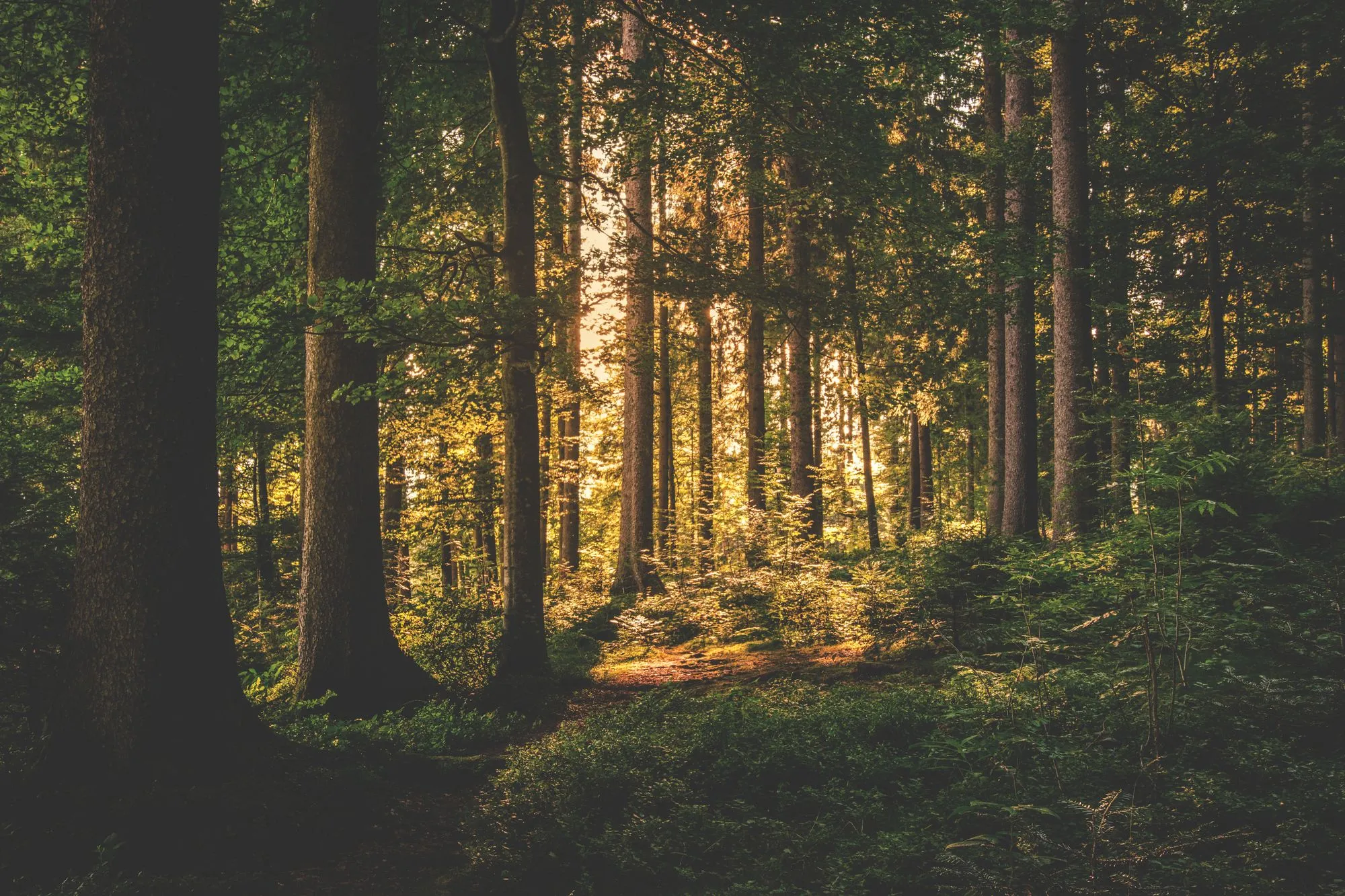 Morning light breaking through a stand of tall pines