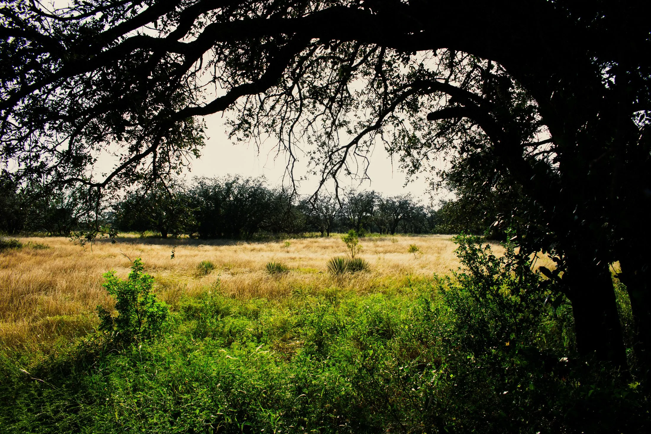 A big oak tree shading a sunny field of tall grass